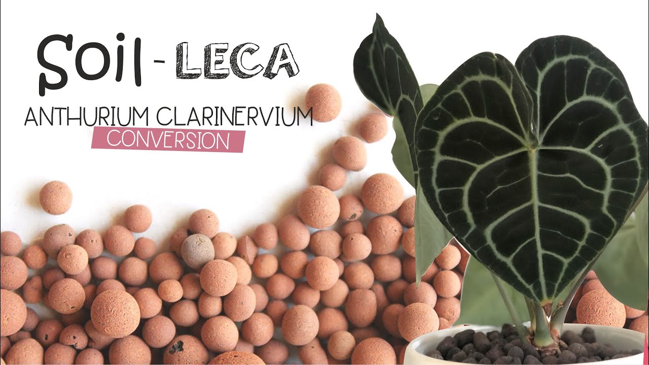 I almost killed my Anthurium Clarinervium converting from soil to Leca (semi-hydro)