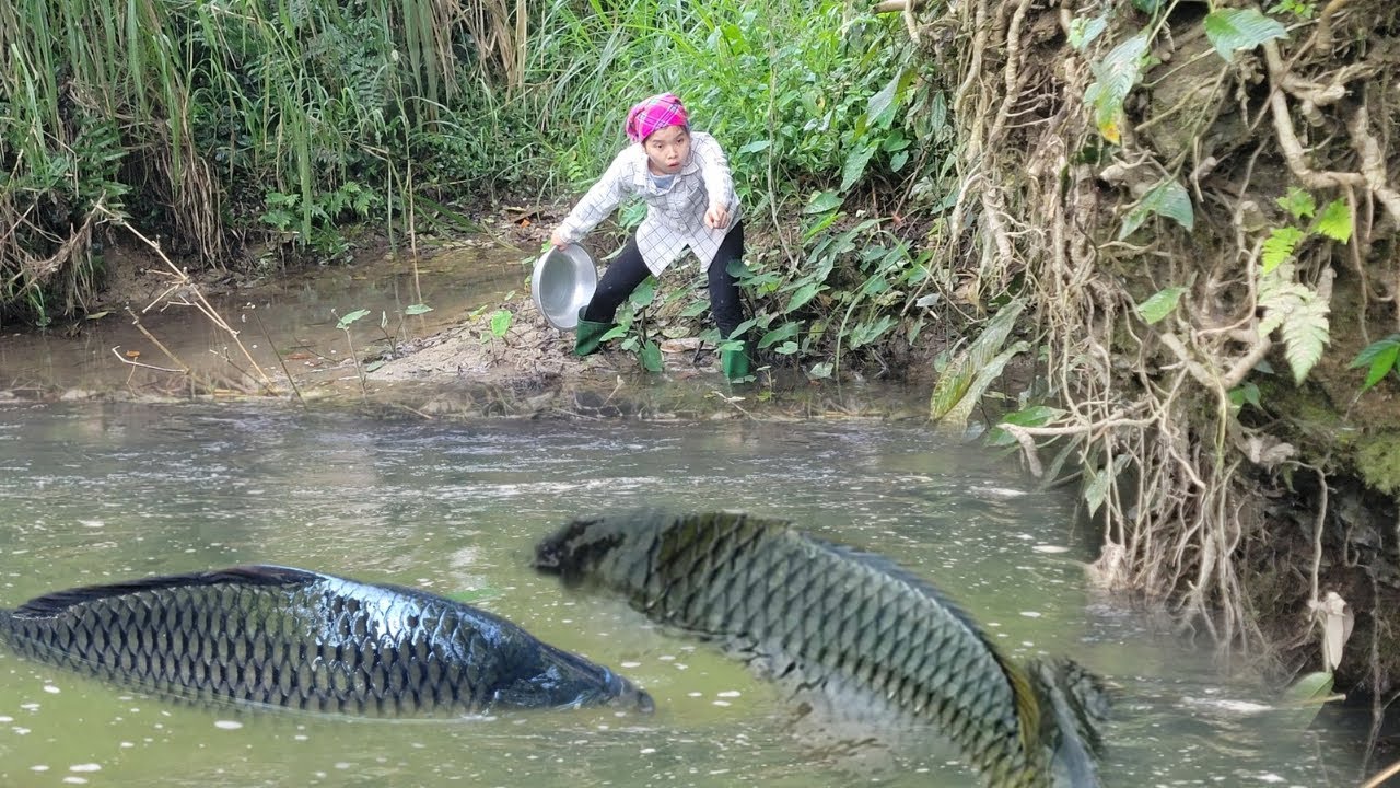 Meet a huge school of fish in a puddle. Use rudimentary tools to drain all the water. Giant fish