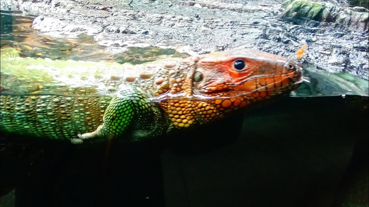 Dracaena guianensis - Daudin, 1802 - (Teiidae) - l&eacute;zard-ca&iuml;man, drac&egrave;ne