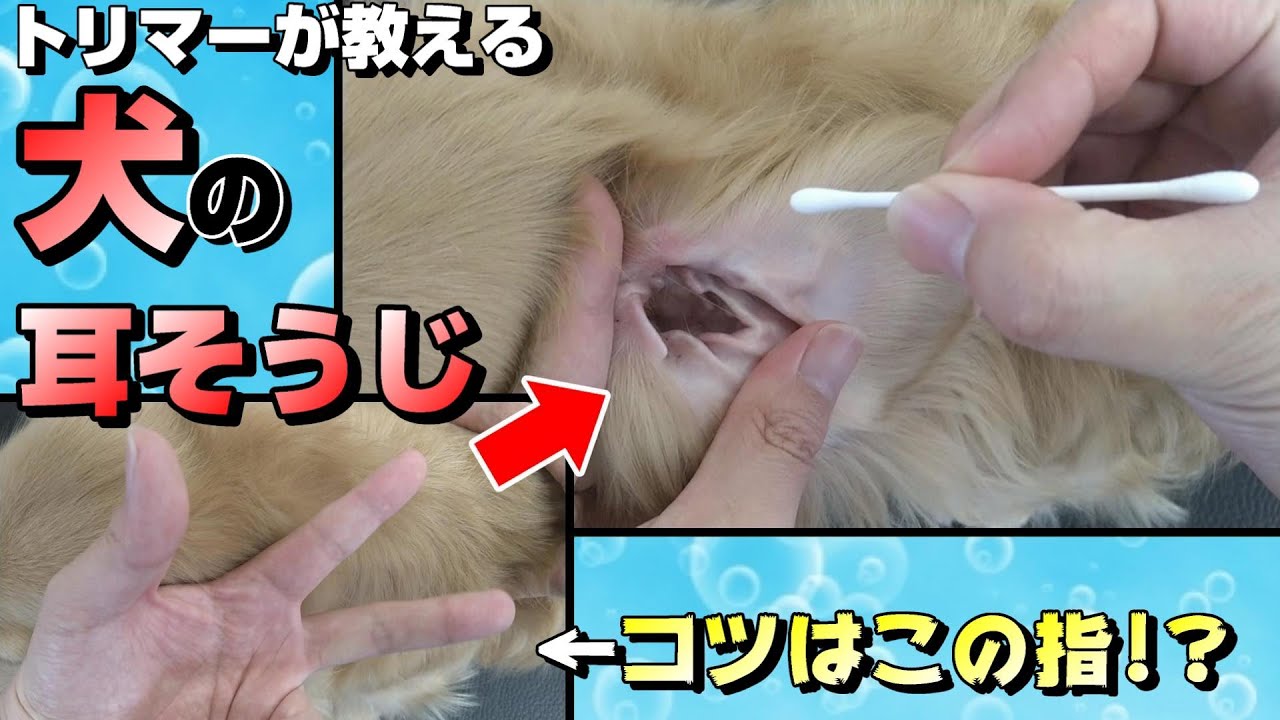 トリマーが教える犬の耳そうじ方法解説【６０時間目】