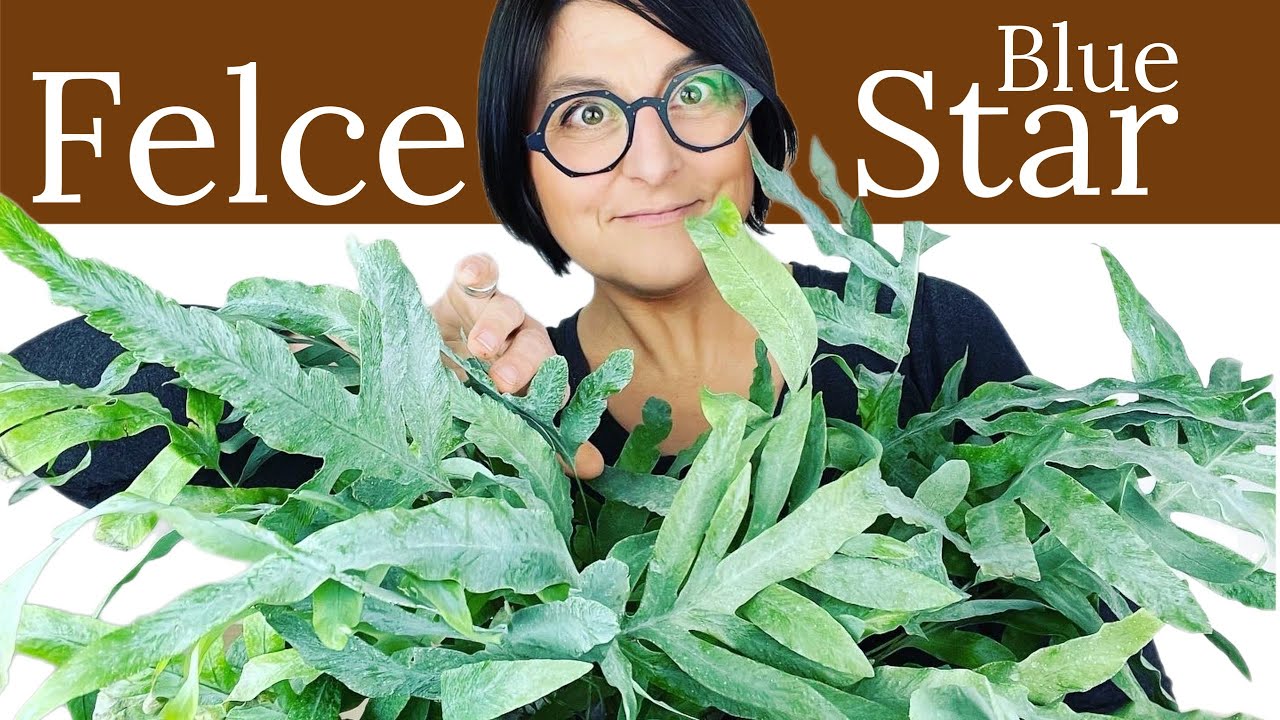 Felce Blue Star | piante epifite | cura delle piante