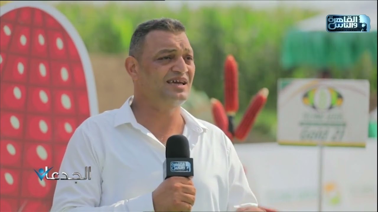 محمد شرف: تكنو سيدز تقدم باقة من اجود تقاوي الذرة تغطي كافة اغراض المزارعين