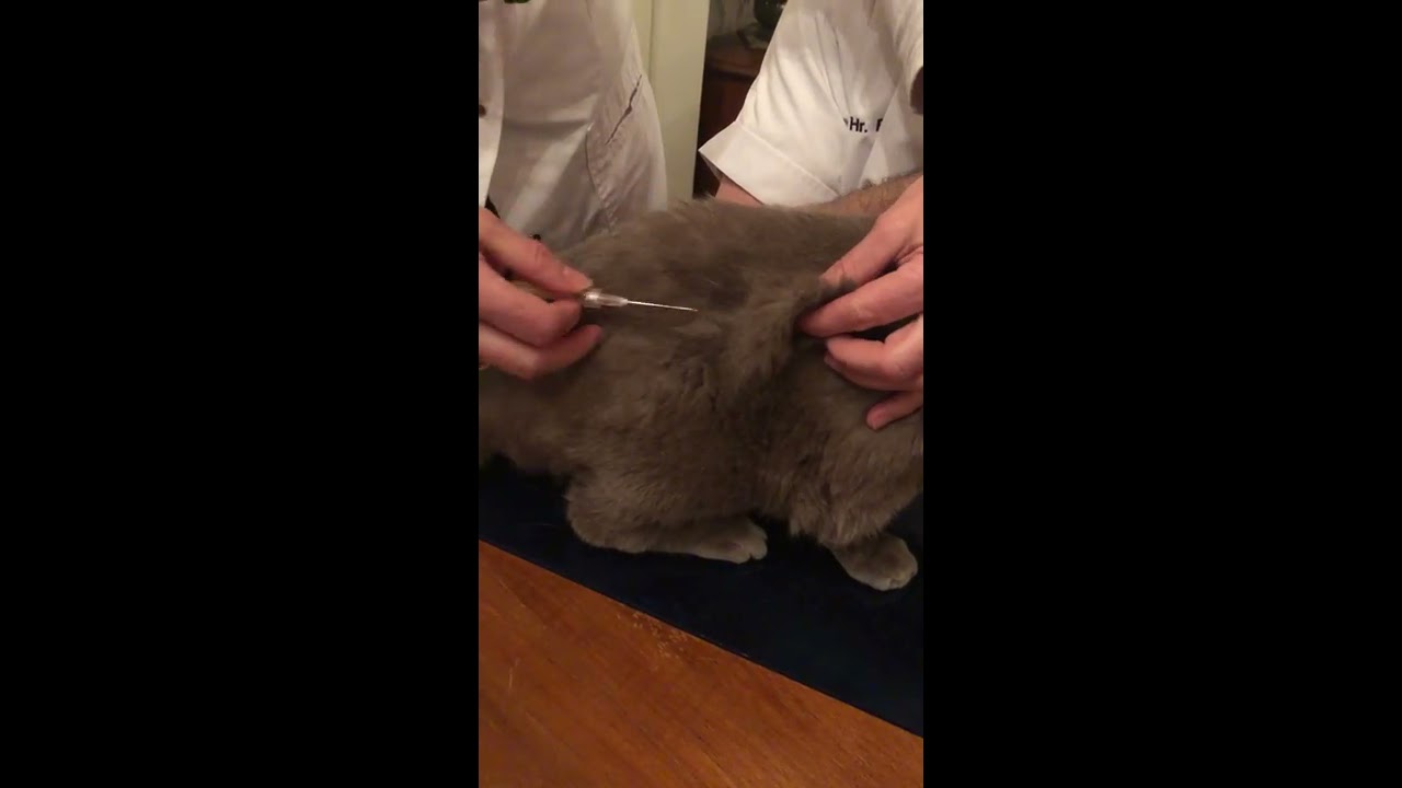 Subkutane Infusion bei einer Katze oder einem Hund.