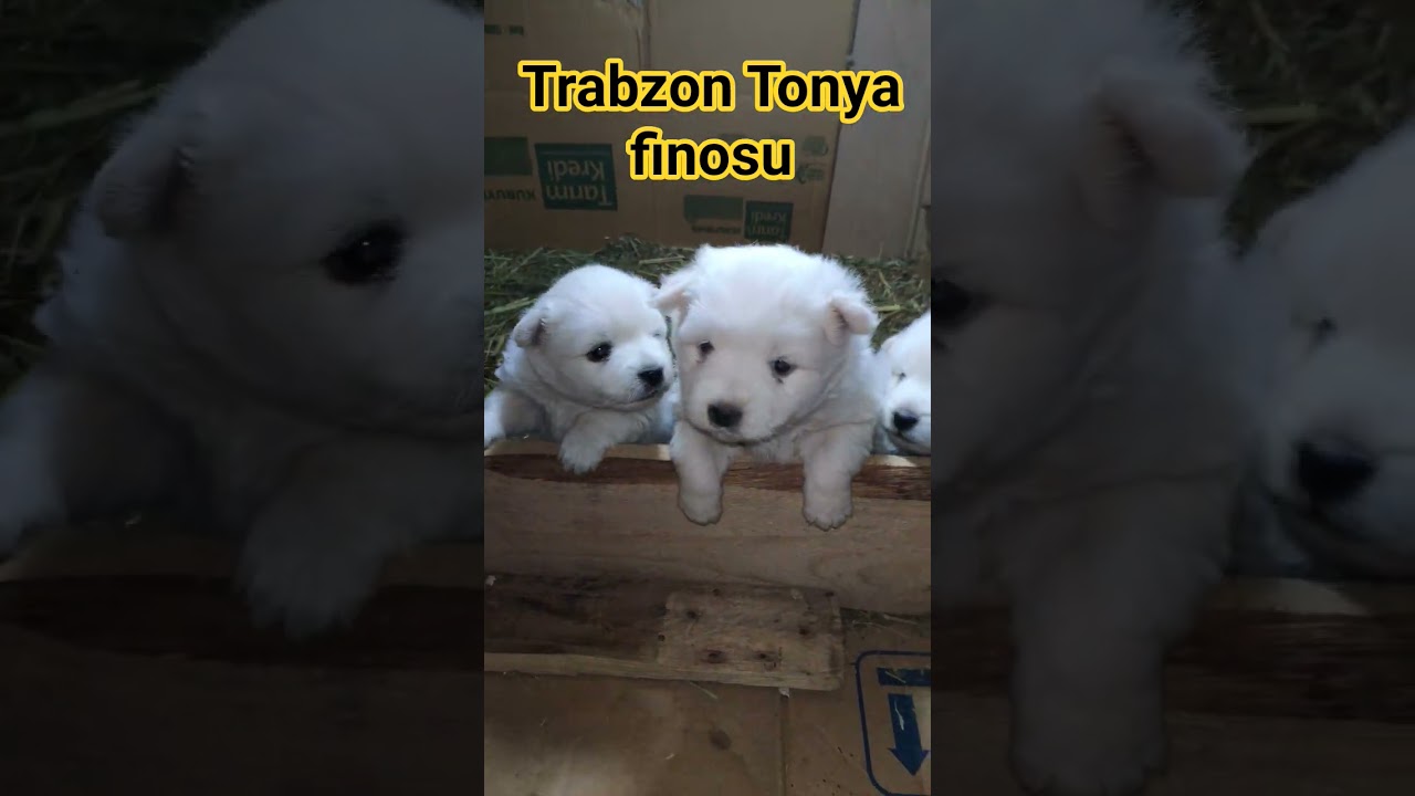 Trabzon Tonya finosu #anime #puppy #köpek #animallife #animals #chicken #cute #love #pets #keşfet