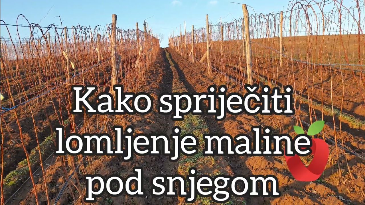 Kako sprečiti lomljenje maline pod snijegom?