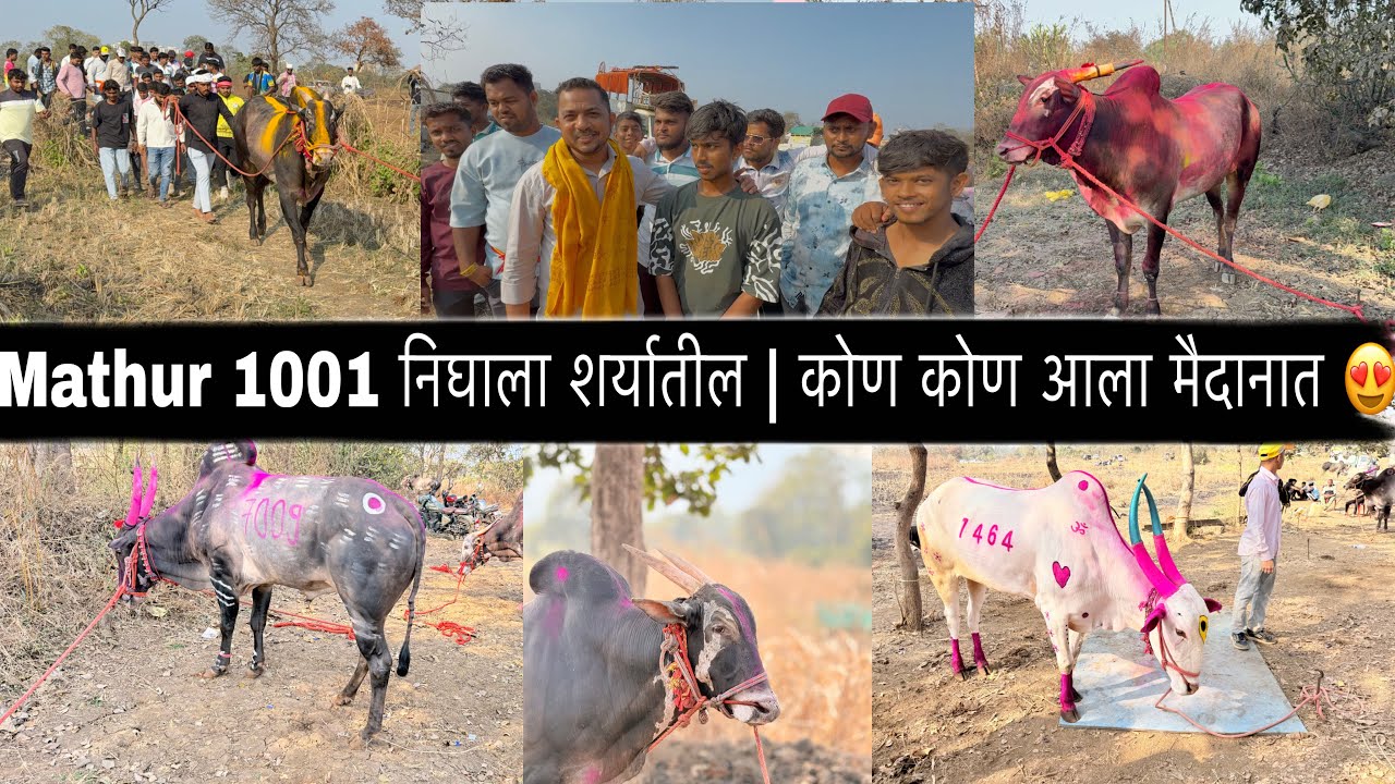 Mathur 1001 निघाला शर्यातील | कोण कोण आला मैदानात 😍