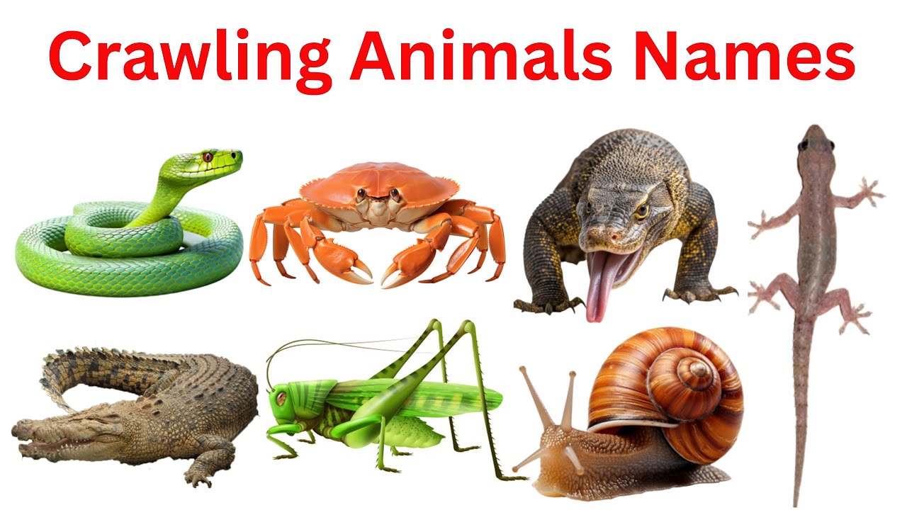 Crawling Animals Names in English for Kids | Learn Crawling Creatures in English with Pictures