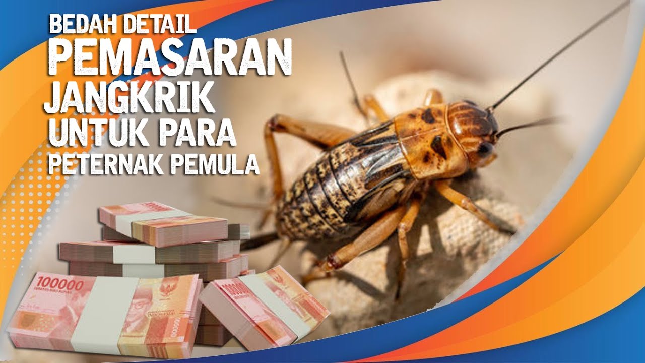 PELUANG PEMULA KEBUTUHAN PASAR JANGKRIK TINGGI, PETERNAK SEDIKIT DAN STOK SERING KOSONG