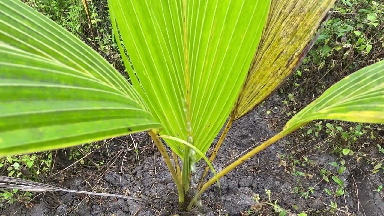 Peeing to little coconut tree 🥥🌴 in Beautiful morning ✨😘🌼
