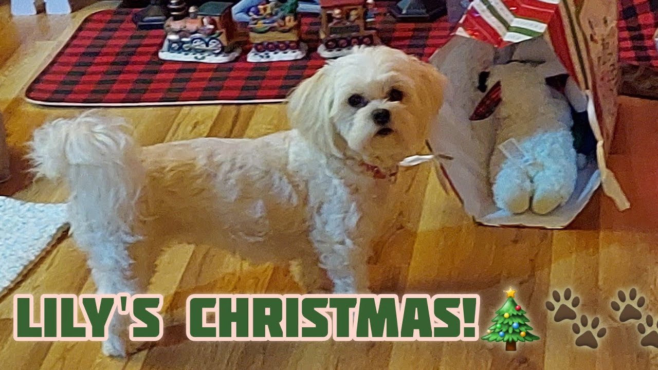 OUR FUR BABY LILY'S CHRISTMAS!🐾🐾🩷🎄#puppy #maltese #furbabyfun #purejoy  #furbabies #doggielife #2025