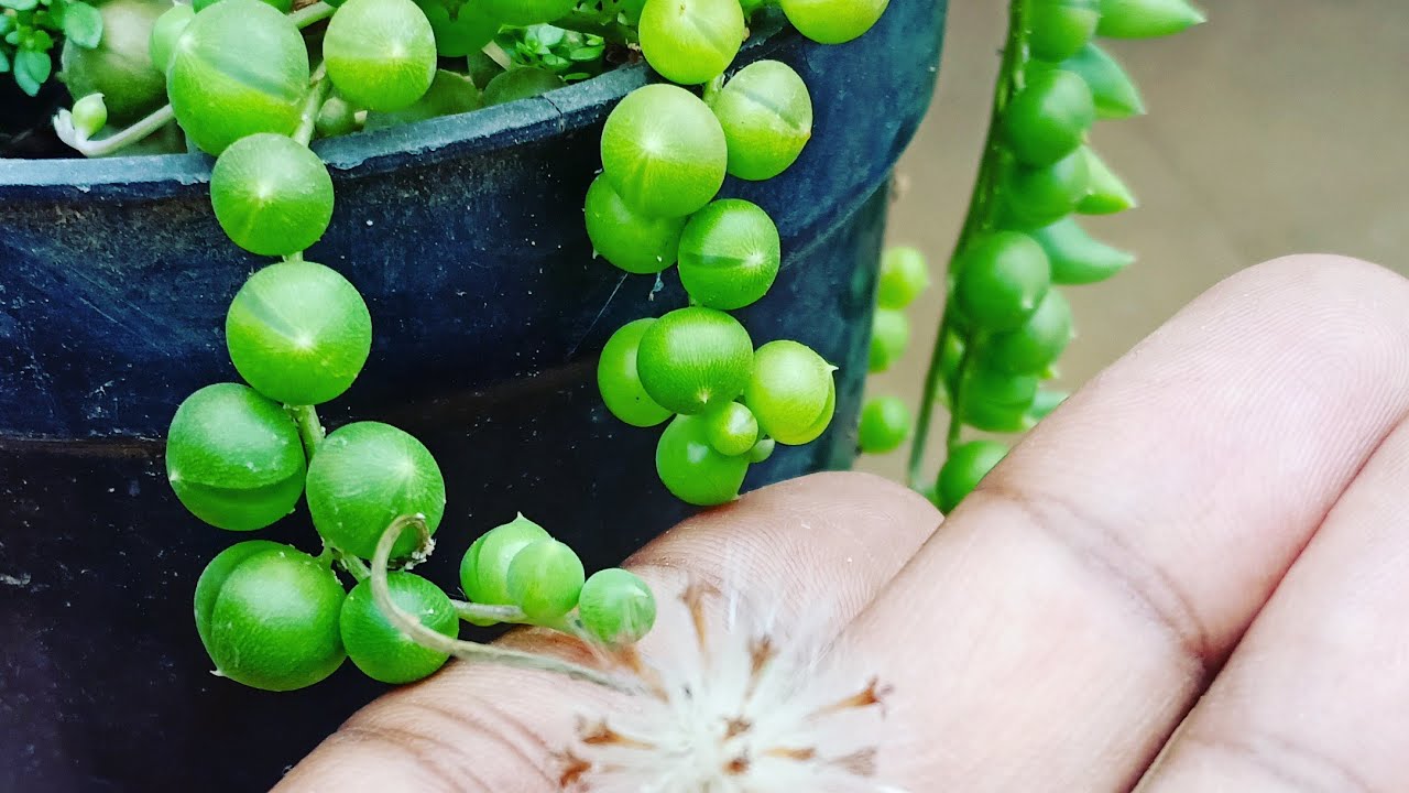 let's roll like the String-Of- Pearls || Succulent Treasures
