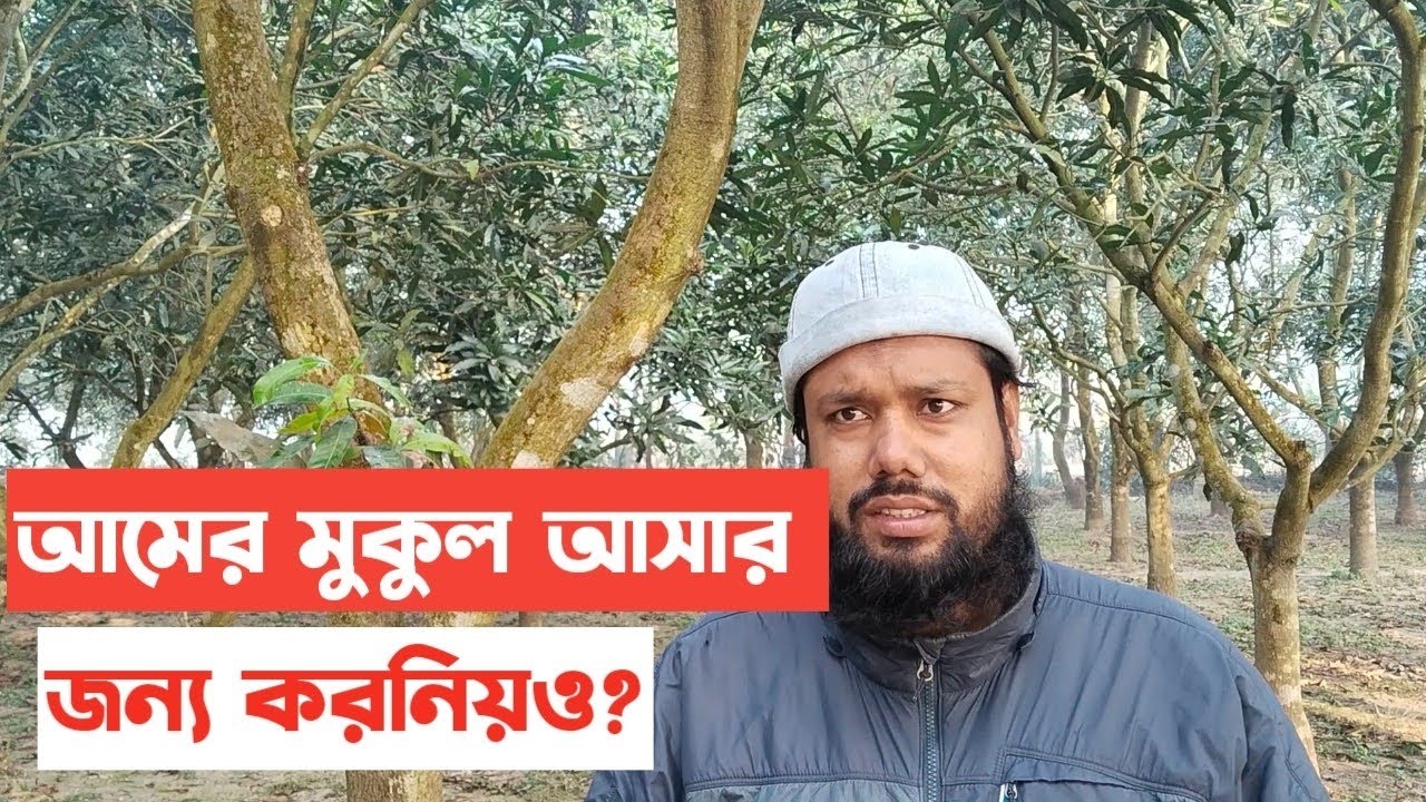 🛑আমের মুকুল আসার জন্য করনীয় ও Rubel vai initiative 