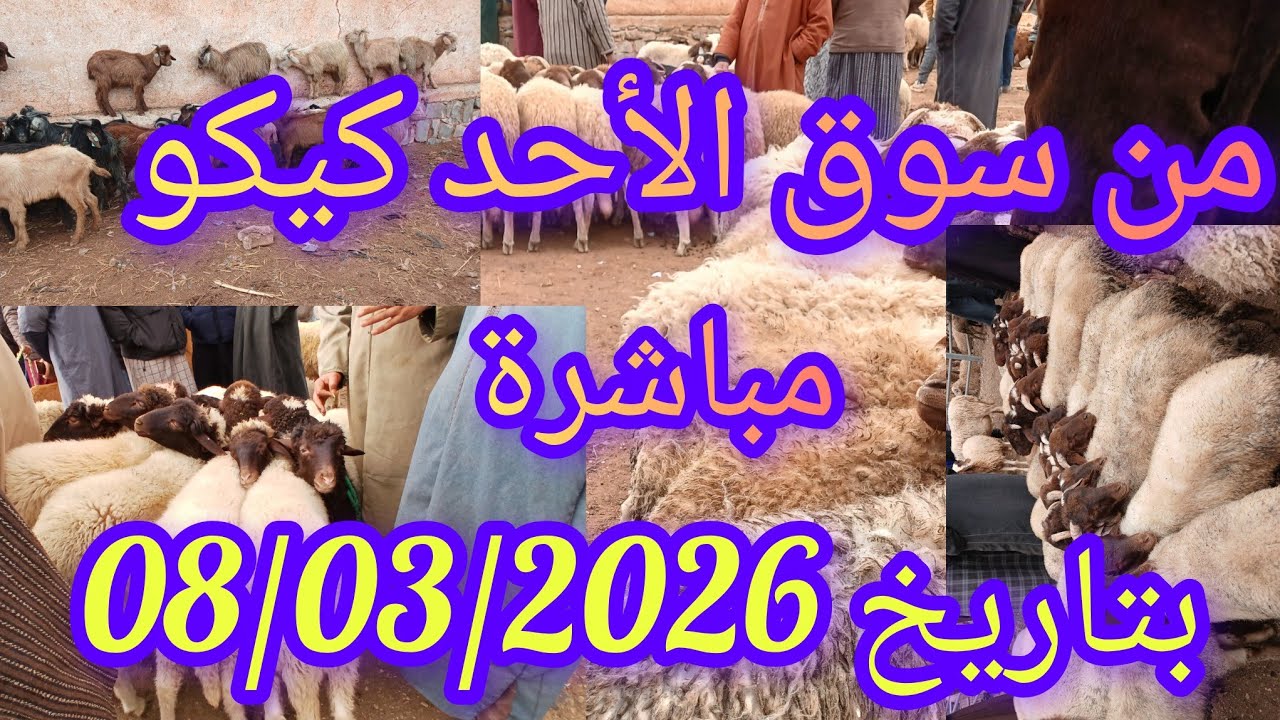 سوق الأحد كيكو بتاريخ 08/03/2026 #اكسبلور 