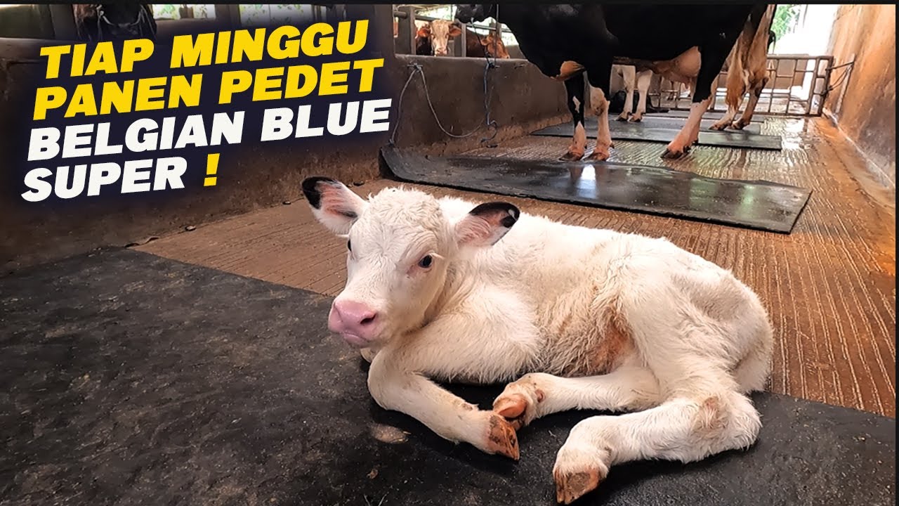 Breeding Sapi Terbesar Tiap Minggu Panen Pedet Belgian Blue super