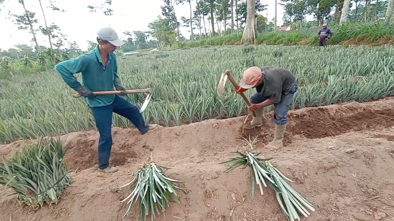 Proses penanaman bibit nanas simplek