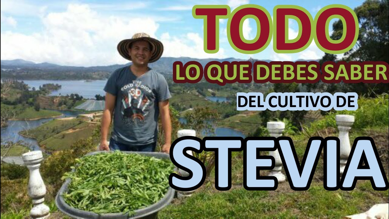 TODO SOBRE EL CULTIVO DE STEVIA