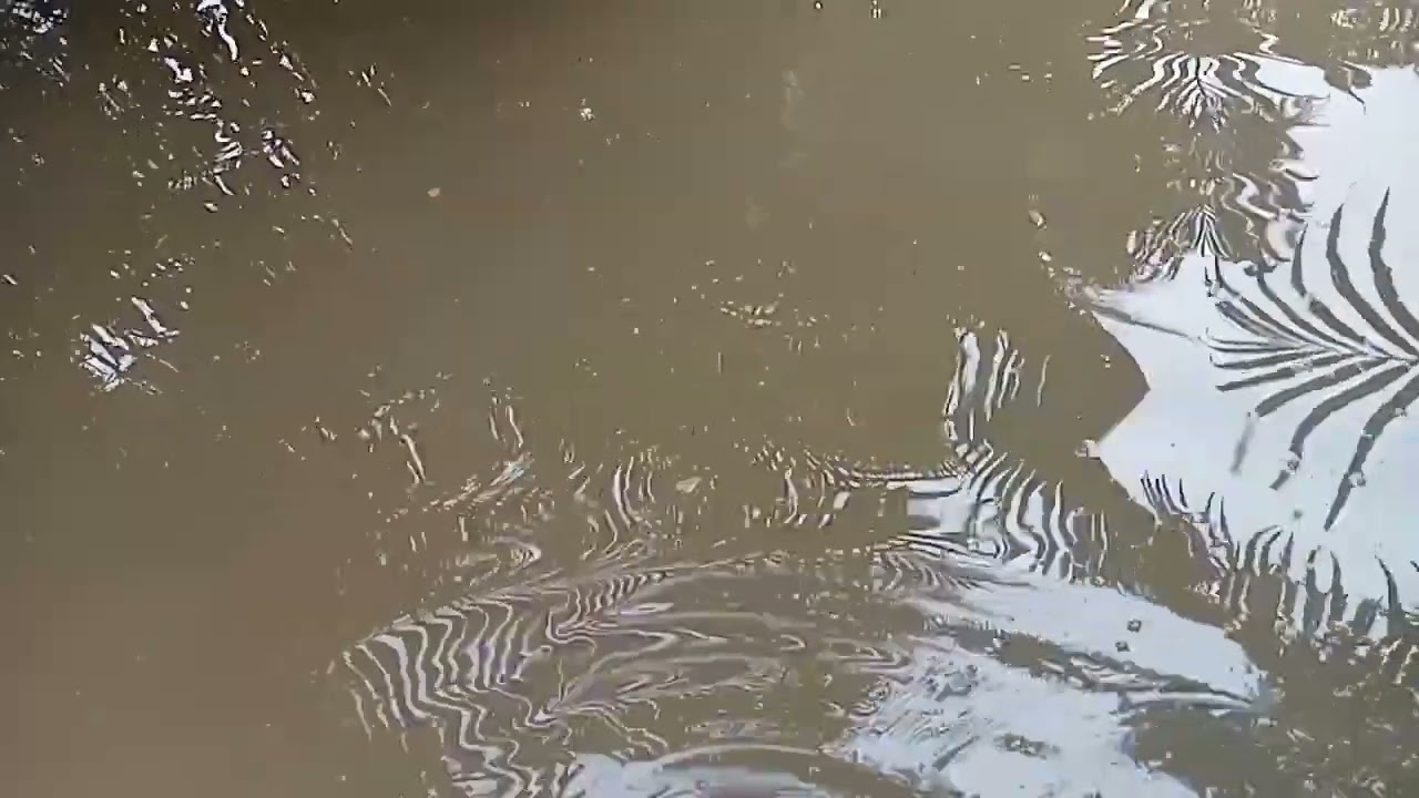 Snakehead fishing is prohibited🤣