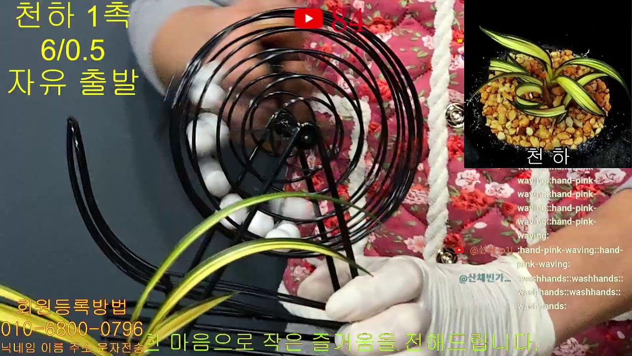 화소정 - 26년 01월 10일 27회 실시간 경매
