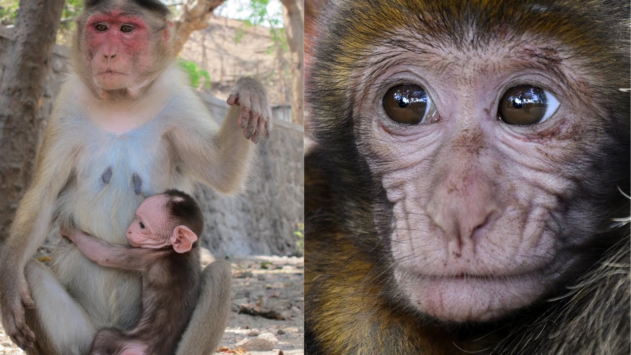 Rhesus Macaque Monkeys Baby Macaque Monkey Videos