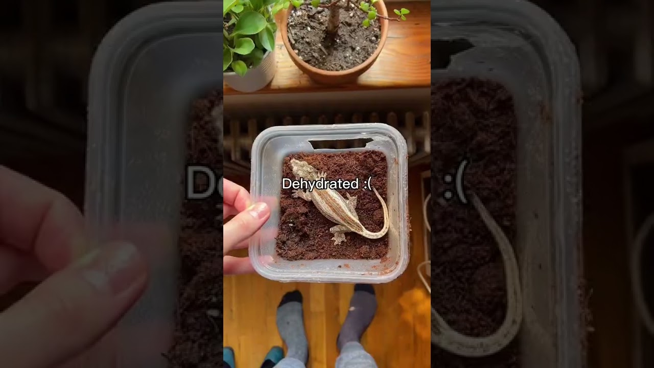 Save your reptiles life with simple container