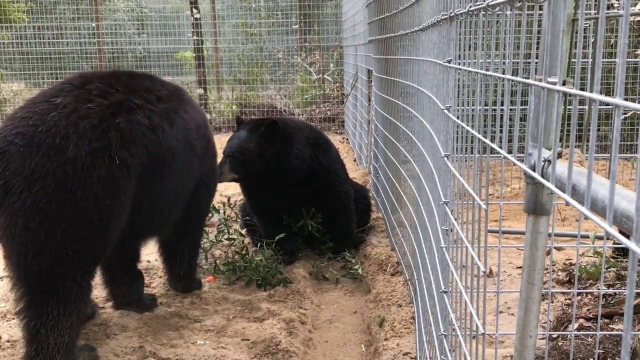 Oatmeal and Cody, new arrivals at Forest Animal Rescue