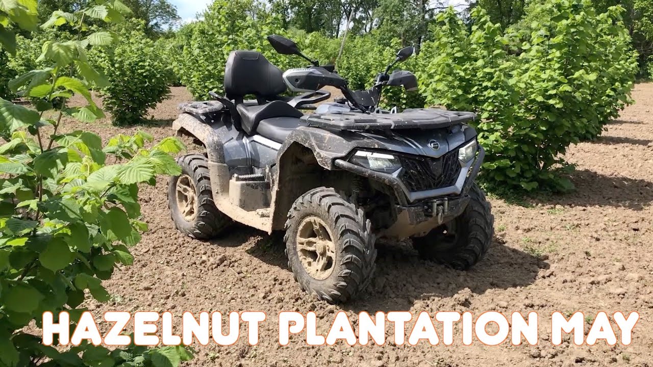 HAZELNUT PLANTATION JUNE | CFMOTO 625 ATV IN AGRICULTURE