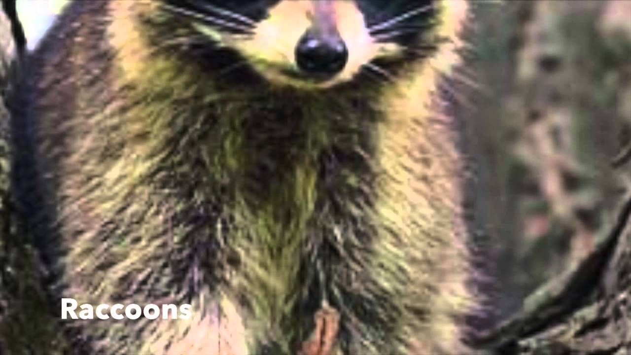 Zoology Michigan Animals