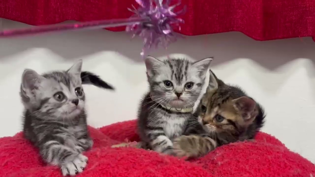 アメショ　パンベビー3匹　3