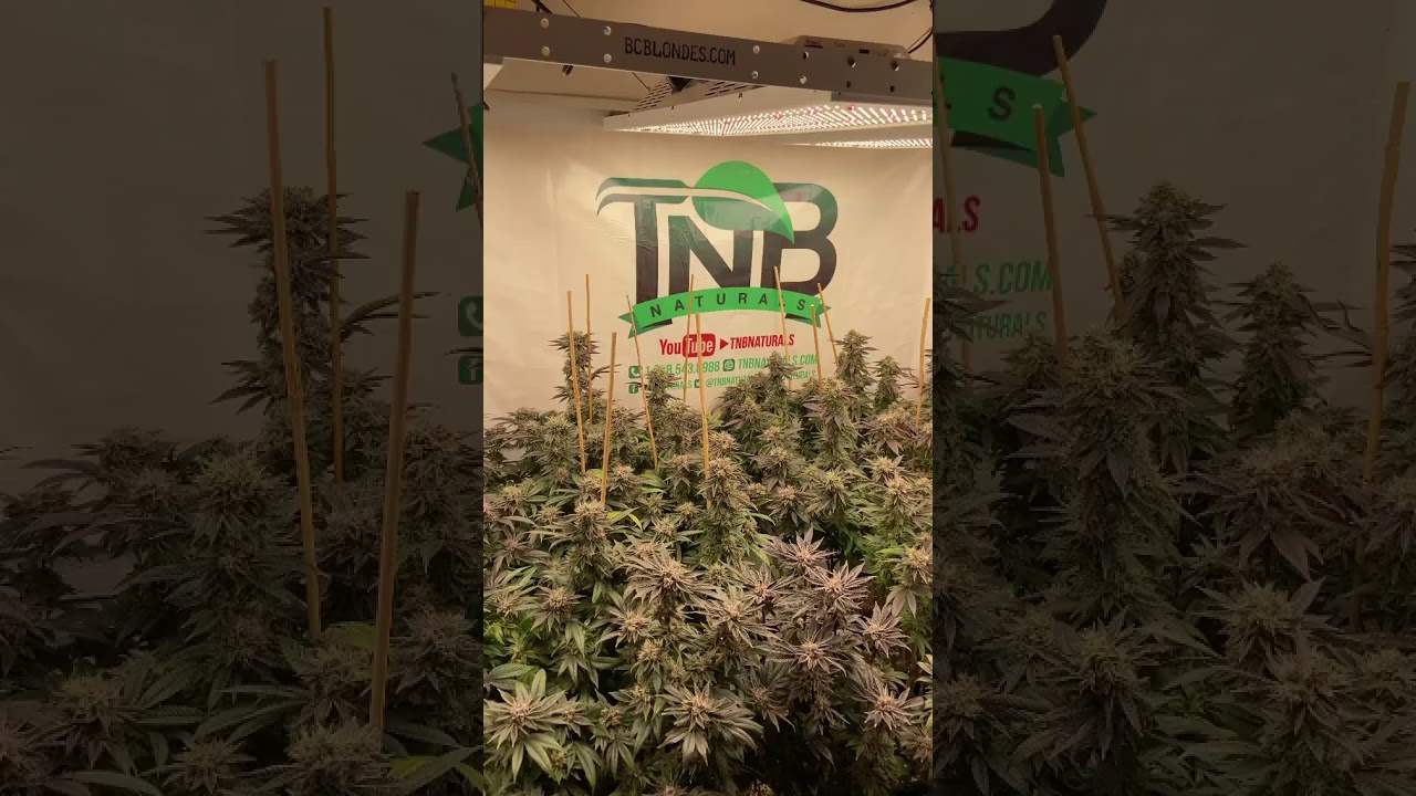 cndgoatgrower Rockstar 6 1/2 weeks in bud under @bcblondesgrowlights using @tnb_naturals for Co2