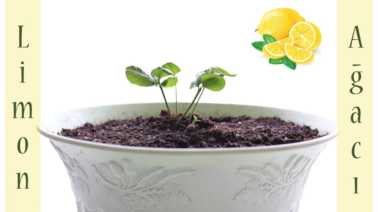 Evde Limon Ağacı Nasıl Yetiştirilir?
