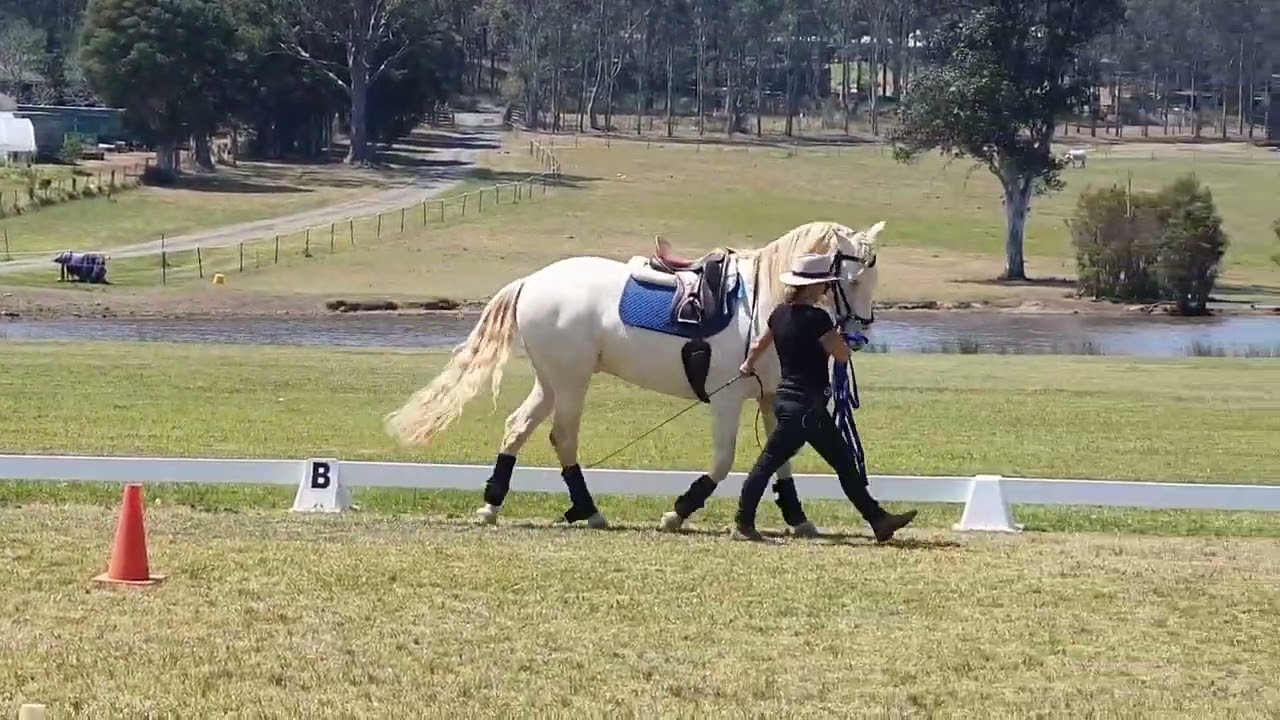 Majestic Kalico in-hand work with Sofia Valenca.