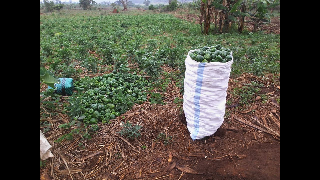 Capsicum Growing for profit | #Agribusiness nbs tv