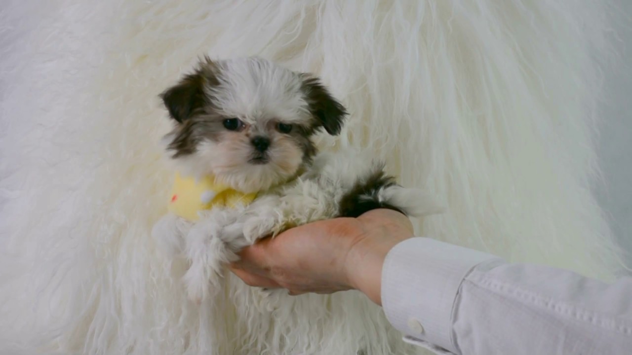 DOG and DIVA micro sized Mi Ki puppy pet designer fashion clothes model Fifi 10 wks