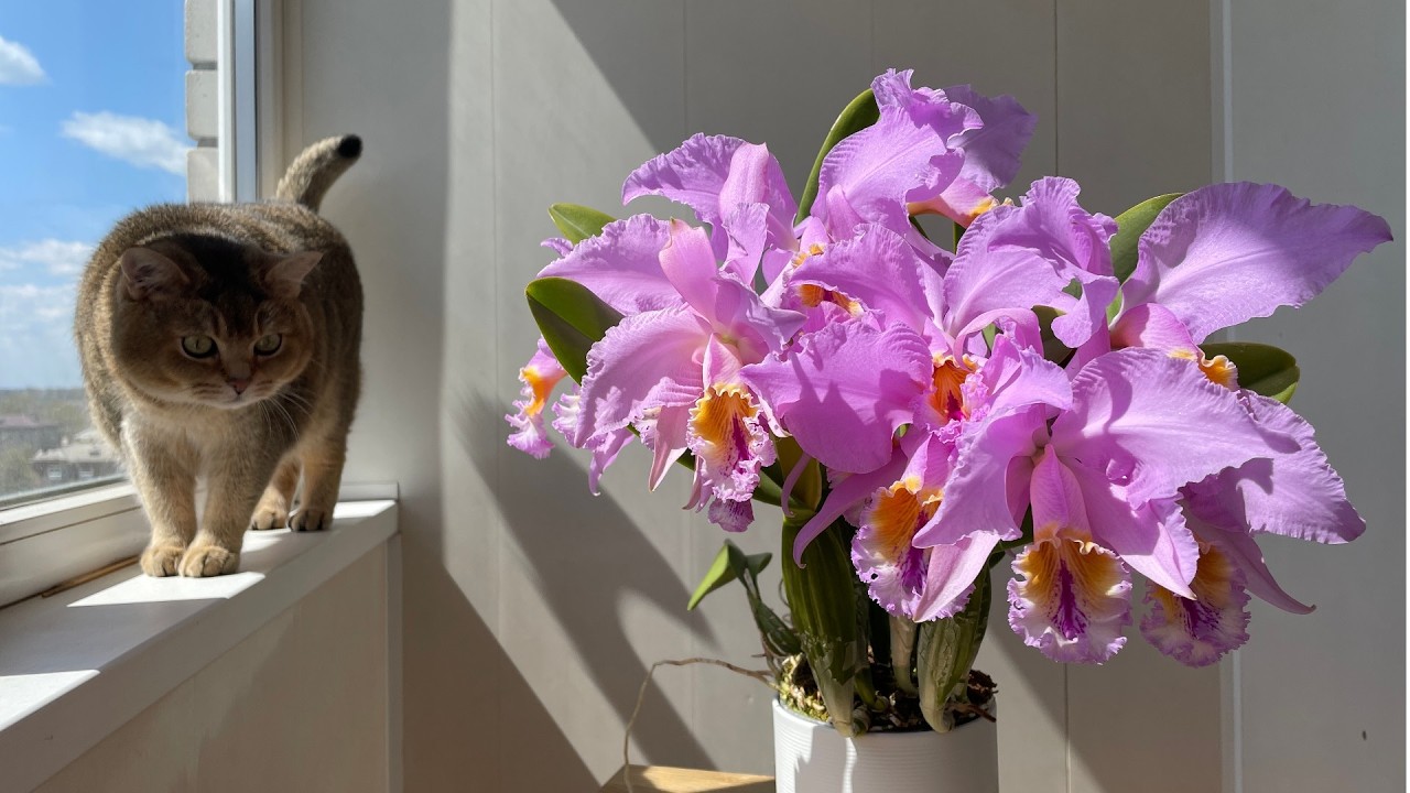 Венесуэльская весна на моём окне- букет Cattleya mossiae!