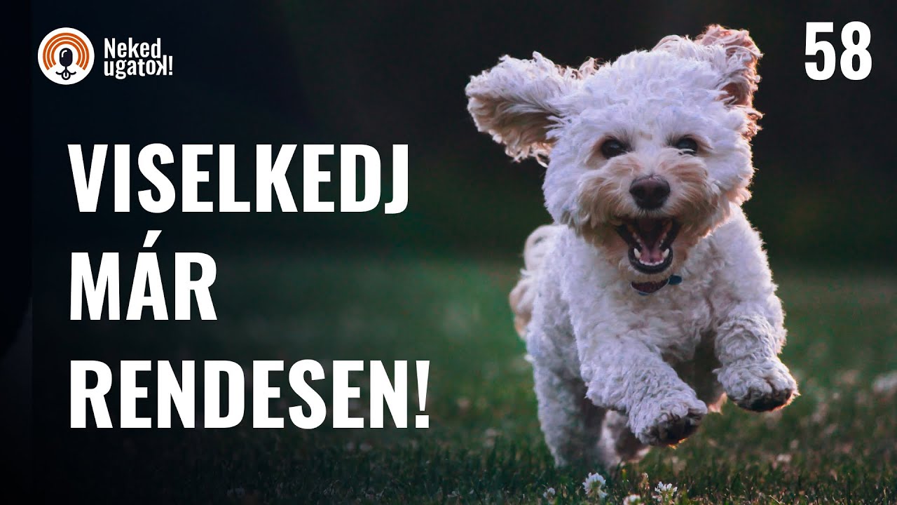 SZABÁLYOK - minden amit a kutyának(és neked) tudnia kell! | #58