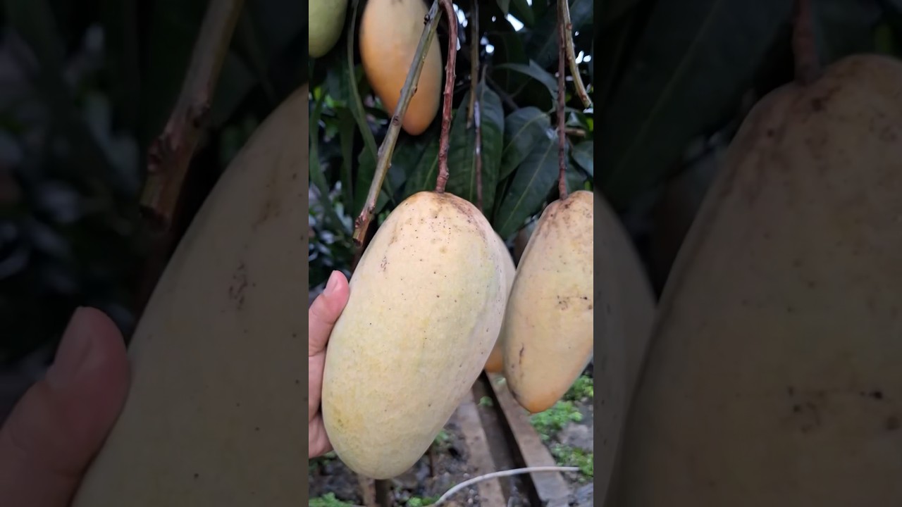 Mangga kiojay dari thailand buah besar biji tipis #manggakiojay #mangga