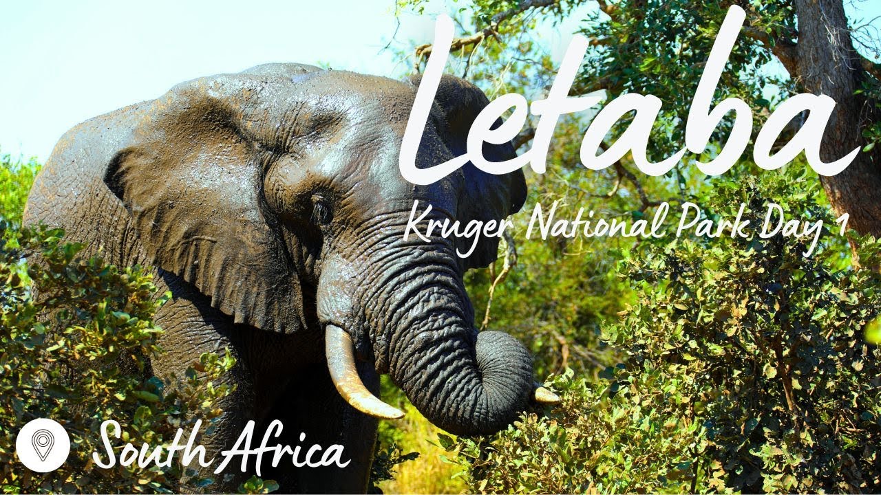 Kruger National Park Day 1: elephant attack - Letaba Restcamp - first time birding | Expedition Wild
