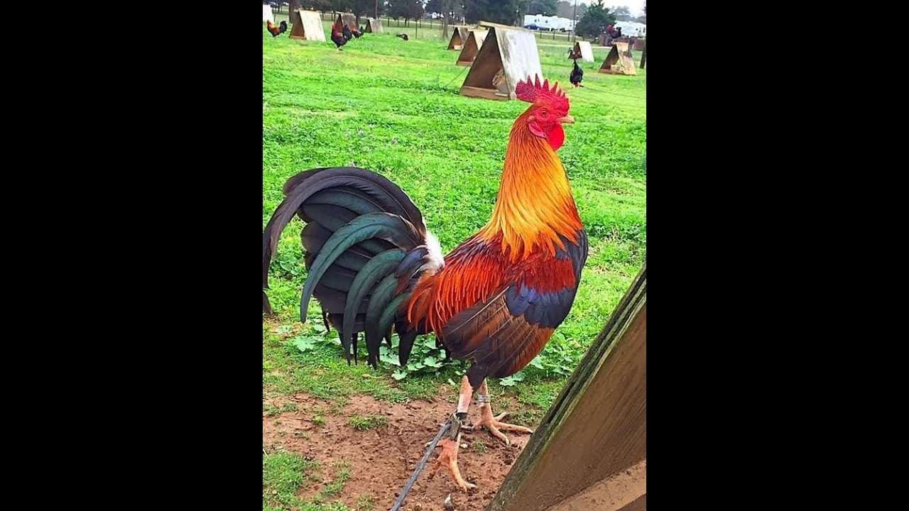 Laula Kukko ~ Marjatta ja Martti Pokela (1956) 🎵🎼🐓😏🎵