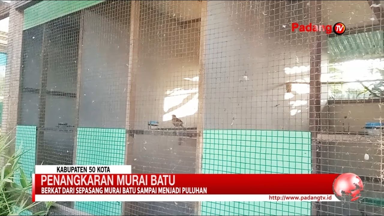 Penangkar Burung Murai Batu Miliki Omset Puluhan Juta