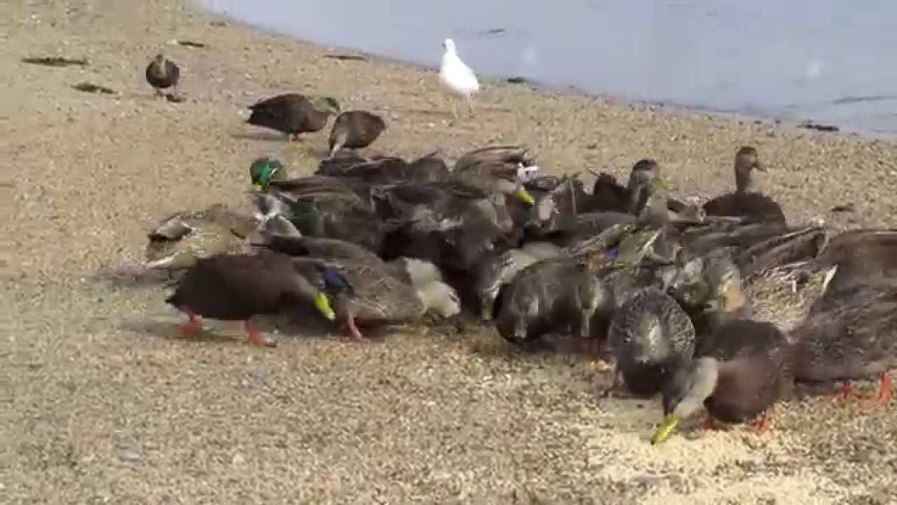 Herring Gull, Gully, American Black Ducks and Mallard Friends Part 2 of 2