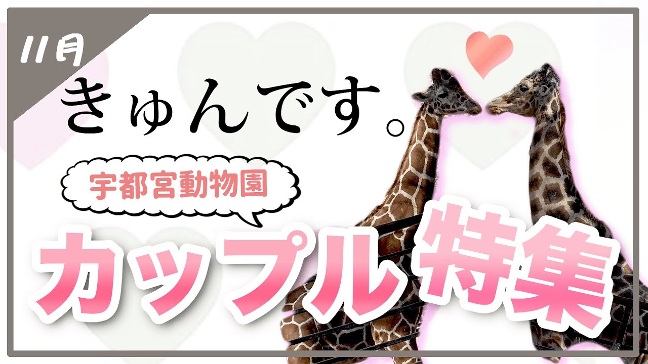 【きゅんです。カップル特集】～宇都宮動物園編～