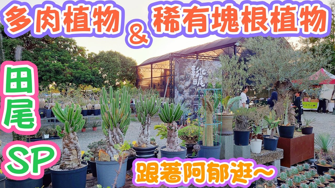 ［跟著阿郁逛］田尾SP多肉植物店&塊根植物#caudex##bonsai#塊根植物#塊根#多肉植物#多肉#盆栽#盆景#沙漠玫瑰#植物燈#龍舌蘭#美食#園藝#花園#花#療癒#旅行#鹿角蕨#觀葉植物#有趣