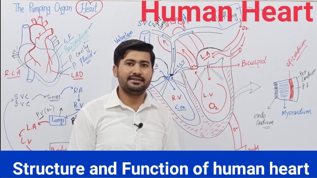14.10 Human heart structure and function | pumping organ biology class 11 How to draw Human heart
