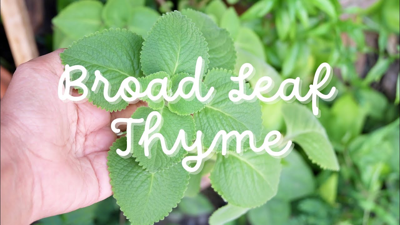 What's in my Mug? Episode 2: Pudina/ Broad Leaf Thyme