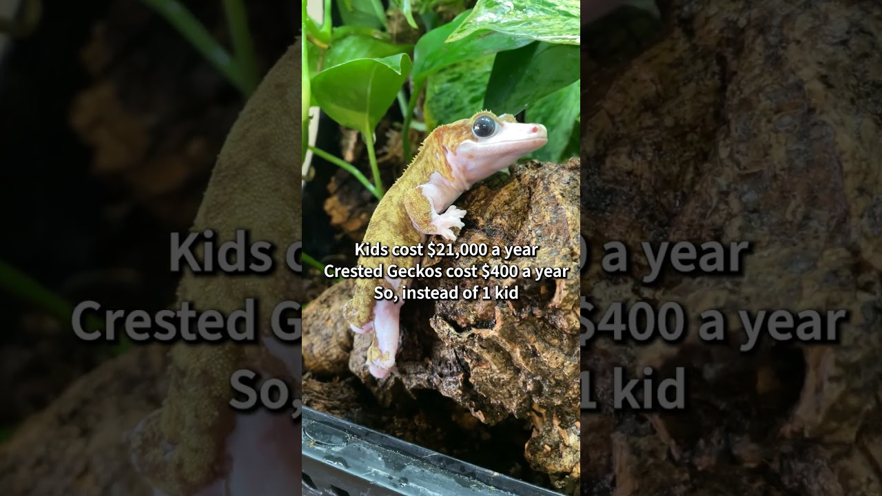 Caring for kids: hard. Caring for crested geckos: easy! The choice is obvious! 🦎
