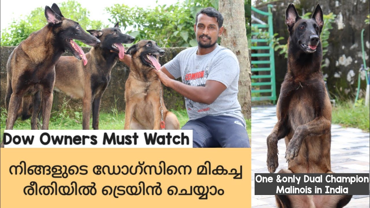 Dog training malayalam|എങ്ങനെ നമുക്ക് ഡോഗ്സിന് പരിശീലനം നൽകാം|Belgium Malinois|Labrador|Gsd