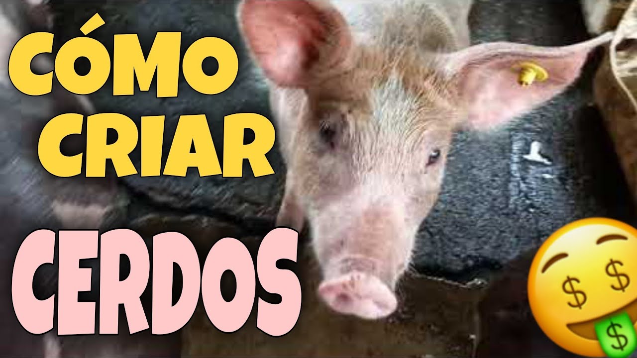 ¿Cómo empezar a CRIAR CERDOS sin fracasar en el intento? 🐷 | Puntos básicos | Mi experiencia 👩🏻‍🌾