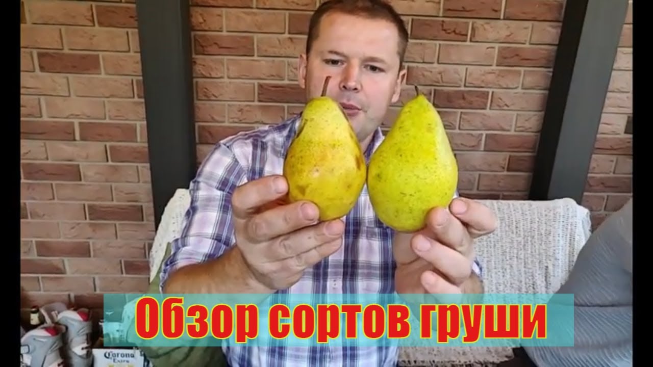 Обзор осенних сортов груш в Хатунском питомнике .3 октября 2020 года. Саженцы груши в  питомнике.