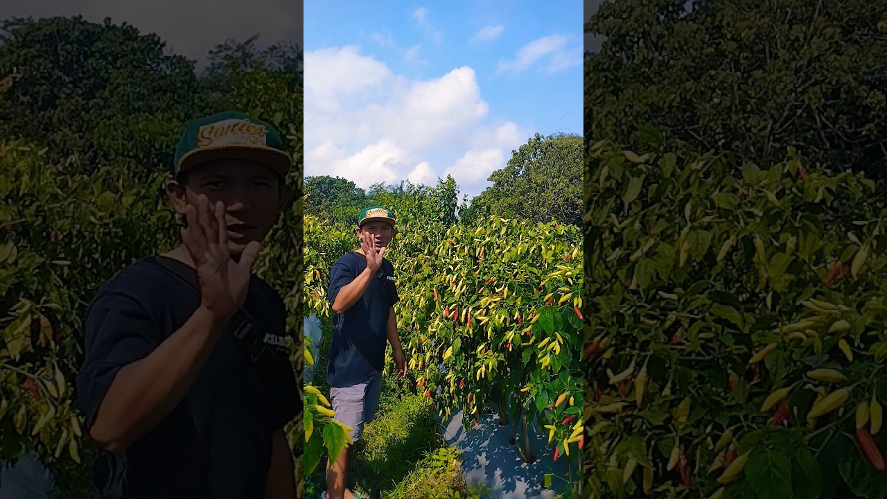 Cabe rawit kaliber umur 120 HST #agriculture #caberawit #cabe