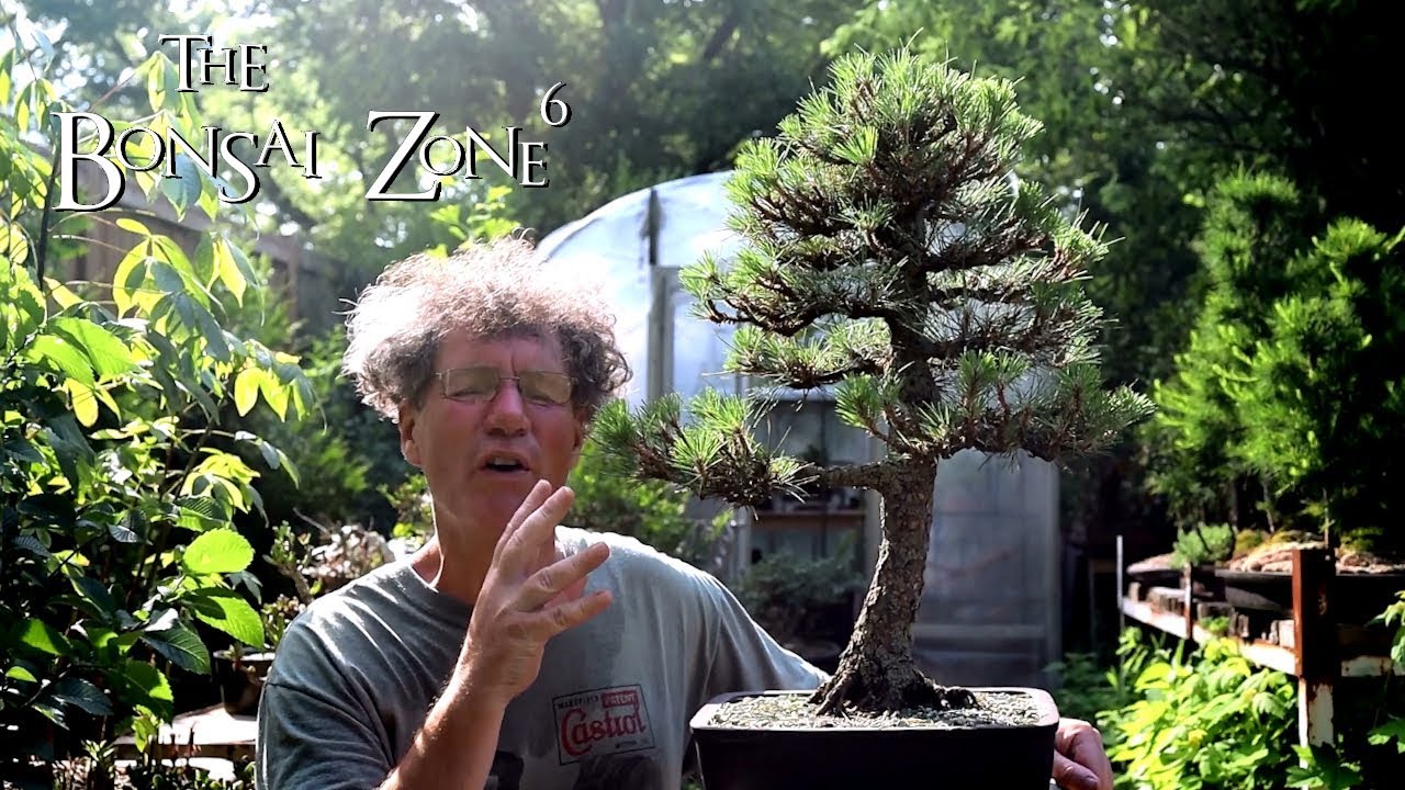My Austrian Pine Bonsai, Part 1, The Bonsai Zone, July 2019